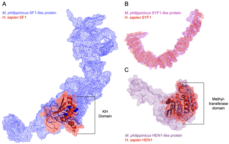 NIMBB Researchers Uncover RNA-Binding Proteins as Potential Key Players in Tardigrade Immune Response